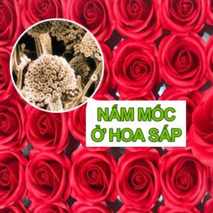 Nấp mốc ở Hoa Sáp Mốc
